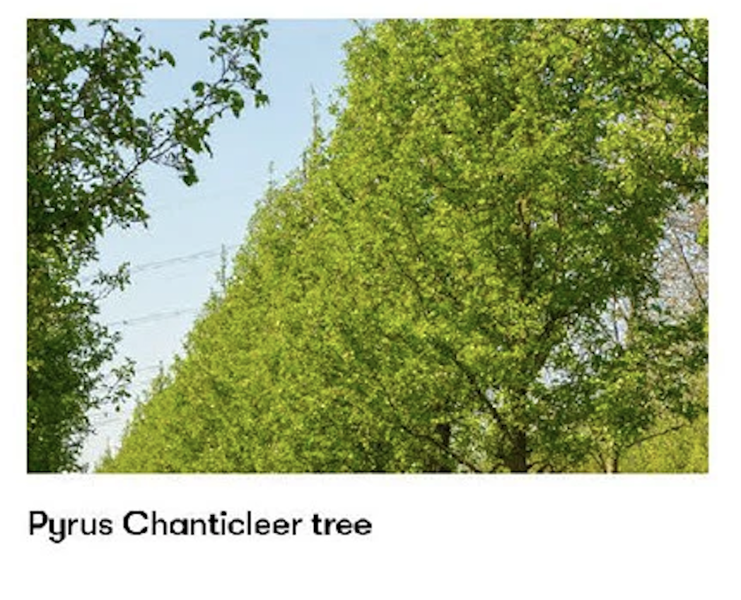 Pyrus Chanticleer tree reference card.